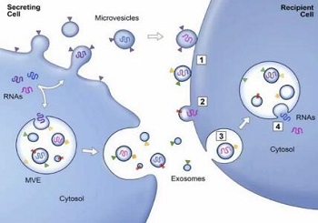 Exosome：如何参与细胞通讯