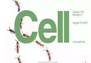 脂肪组织巨噬细胞分泌外泌体 miRNA可大幅改善体内胰岛素敏感性