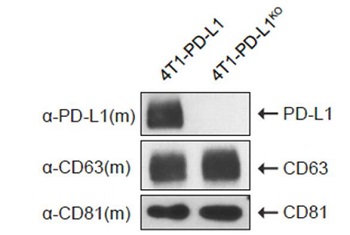 外泌体推荐研究性文献8篇