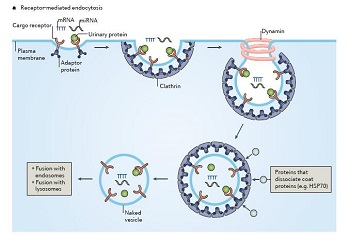 外泌体推荐综述文献10篇