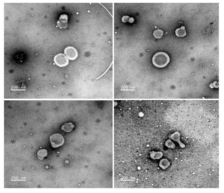 15564300128432.png image.png